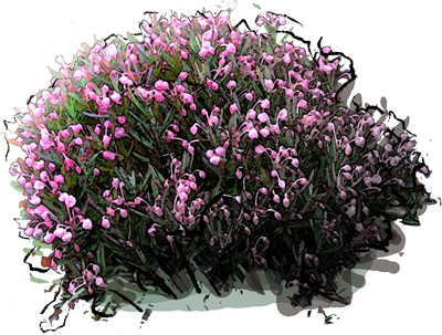 Modrzewnica polifolia "Compacta"